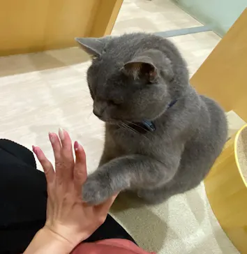 Moff animal cafe イオンモール成田店に投稿された画像（2026/9/7）