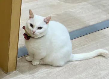 Moff animal cafe イオンモール成田店に投稿された画像（2026/9/7）
