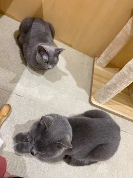 Moff animal cafe イオンモール成田店に投稿された画像（2026/9/7）