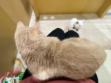 Moff animal cafe イオンモール成田店に投稿された画像（2026/9/7）