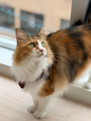 Cat Café MOFF 名古屋PARCO店に投稿された画像（2026/9/7）