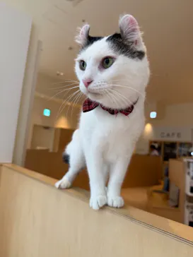 Cat Café MOFF 名古屋PARCO店に投稿された画像（2026/9/7）