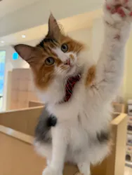 Cat Café MOFF 名古屋PARCO店に投稿された画像（2026/9/7）