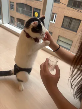 Cat Café MOFF 名古屋PARCO店に投稿された画像（2026/9/7）