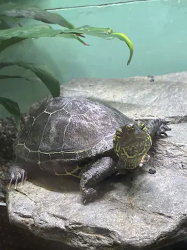 名古屋市東山動植物園に投稿された画像（2026/9/8）
