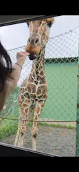 岩手サファリパークに投稿された画像（2026/9/8）