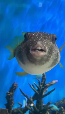 しながわ水族館に投稿された画像（2026/9/8）