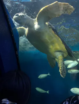 しながわ水族館に投稿された画像（2026/9/8）