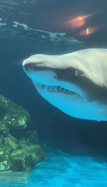 しながわ水族館に投稿された画像（2026/9/8）