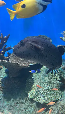 しながわ水族館に投稿された画像（2026/9/8）