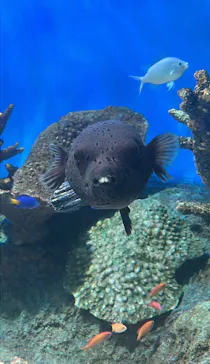 しながわ水族館に投稿された画像（2026/9/8）