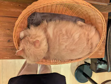 猫カフェモカ　池袋東口店に投稿された画像（2026/9/8）