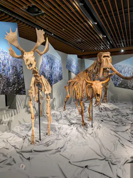 特別展「氷河期展　人類が見た４万年前の世界」（福岡会場）に投稿された画像（2026/9/8）