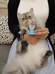 猫カフェモカ イオンモール神戸北店に投稿された画像（2026/9/8）