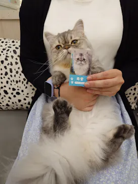 猫カフェモカ イオンモール神戸北店に投稿された画像（2026/9/8）