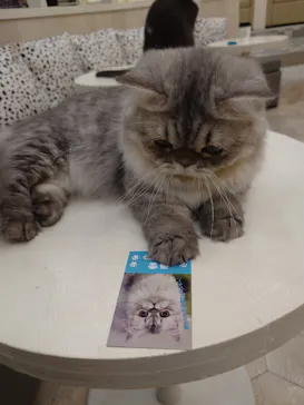 猫カフェモカ イオンモール神戸北店に投稿された画像（2026/9/8）