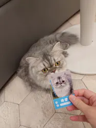猫カフェモカ イオンモール神戸北店に投稿された画像（2026/9/8）