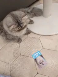 猫カフェモカ イオンモール神戸北店に投稿された画像（2026/9/8）