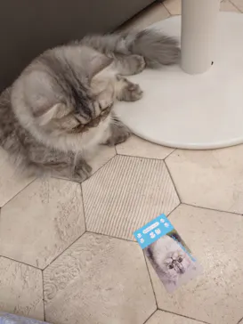 猫カフェモカ イオンモール神戸北店に投稿された画像（2026/9/8）