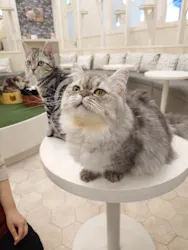 猫カフェモカ イオンモール神戸北店に投稿された画像（2026/9/8）