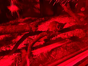 恩賜上野動物園に投稿された画像（2026/9/8）