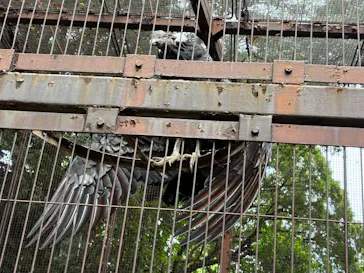 恩賜上野動物園に投稿された画像（2026/9/8）