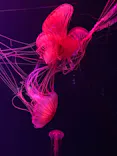すみだ水族館に投稿された画像（2026/9/9）