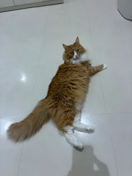 Cat Café MOFF アリオ倉敷店に投稿された画像（2026/9/9）