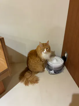 Cat Café MOFF アリオ倉敷店に投稿された画像（2026/9/9）