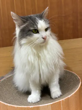 Cat Café MOFF アリオ倉敷店に投稿された画像（2026/9/9）