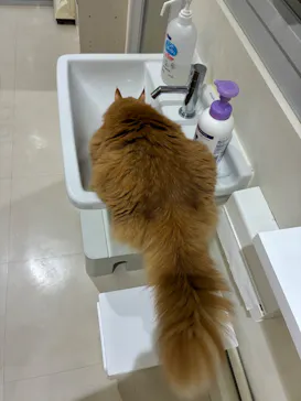 Cat Café MOFF アリオ倉敷店に投稿された画像（2026/9/9）