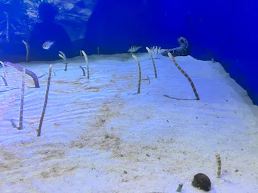 仙台うみの杜水族館に投稿された画像（2026/9/9）