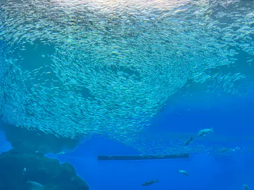 仙台うみの杜水族館に投稿された画像（2026/9/9）