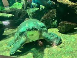 名古屋港水族館に投稿された画像（2026/9/9）