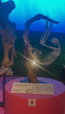 特別展「いきもの超ワールド展　国立科学博物館×ダーウィンが来た！」（国立科学博物館）に投稿された画像（2026/9/9）