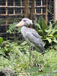 恩賜上野動物園に投稿された画像（2026/9/9）