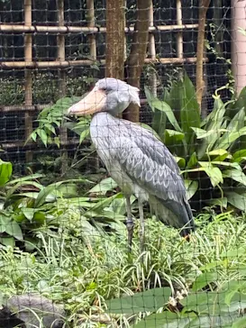 恩賜上野動物園に投稿された画像（2026/9/9）