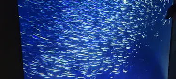 大分マリーンパレス水族館 「うみたまご」に投稿された画像（2026/9/9）