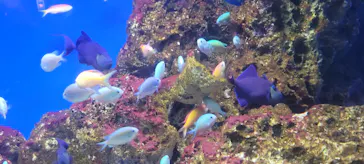 大分マリーンパレス水族館 「うみたまご」に投稿された画像（2026/9/9）
