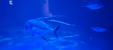 大分マリーンパレス水族館 「うみたまご」に投稿された画像（2026/9/9）