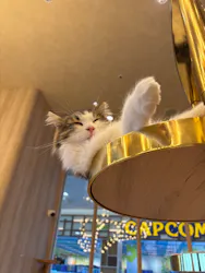 猫カフェモカ　イオンモール羽生店に投稿された画像（2026/9/9）