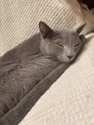 猫カフェモカ　イオンモール羽生店に投稿された画像（2026/9/9）