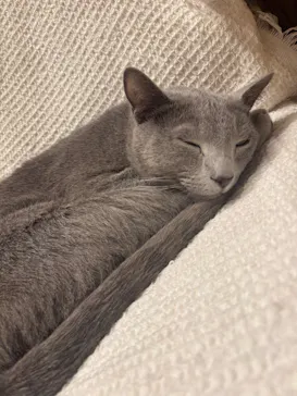 猫カフェモカ　イオンモール羽生店に投稿された画像（2026/9/9）