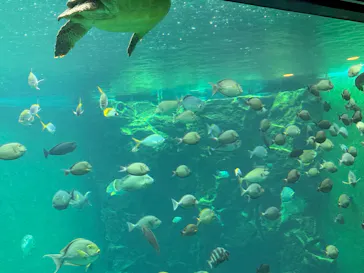 箱根園水族館に投稿された画像（2026/9/9）