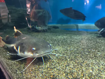 箱根園水族館に投稿された画像（2026/9/9）