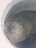 しながわ水族館に投稿された画像（2026/9/9）