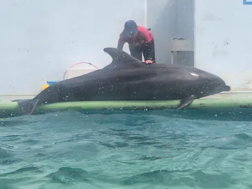 しながわ水族館に投稿された画像（2026/9/9）