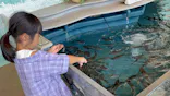 新江ノ島水族館に投稿された画像（2026/9/10）