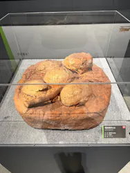 福井県立恐竜博物館に投稿された画像（2026/9/10）