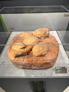 福井県立恐竜博物館に投稿された画像（2026/9/10）